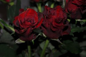 3 red roses