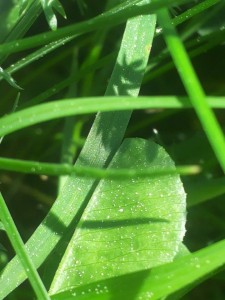 bladochgrass