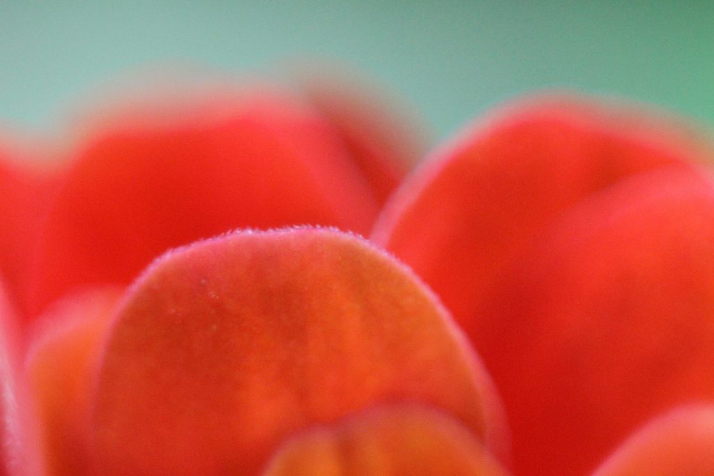 close-up-of-flower-petals-752858_1920