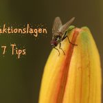 Attraktionslagen – 7 tips